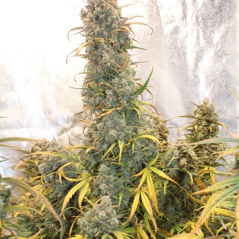 Mimosa Cake 🍰 4 - #1 - 42 Fast Buds growlog timeline photo