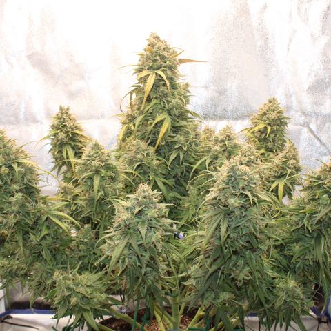 Mimosa Cake 🍰 4 - #1 - 42 Fast Buds growlog timeline photo