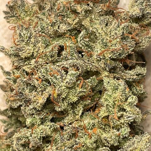 Mimosa Cake 🍰 2 - #1 - 42 Fast Buds growlog timeline photo