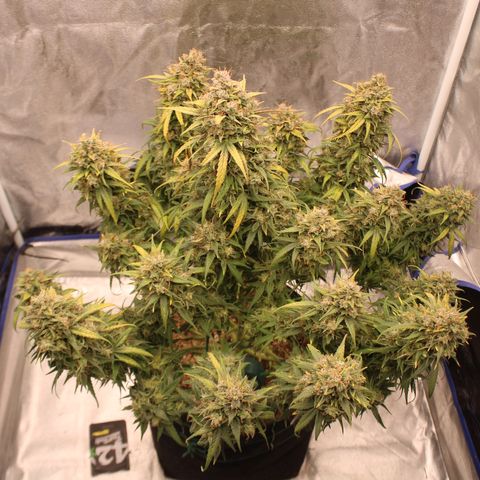 Mimosa Cake 🍰 4 - #1 - 42 Fast Buds growlog timeline photo