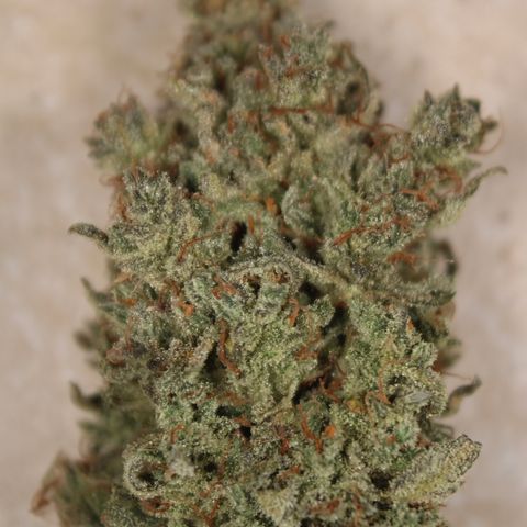 Mimosa Cake 🍰 2 - #1 - 42 Fast Buds growlog timeline photo