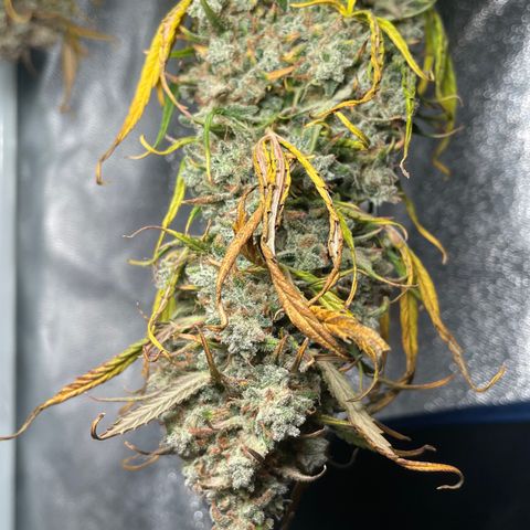 Mimosa Cake 🍰 4 - #1 - 42 Fast Buds growlog timeline photo