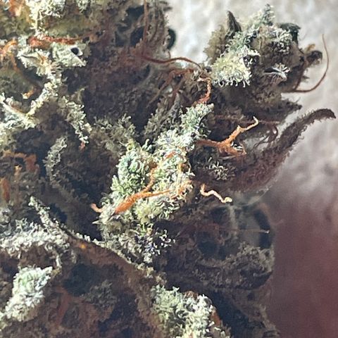 Mimosa Cake 🍰 2 - #1 - 42 Fast Buds growlog timeline photo