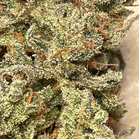 Mimosa Cake 🍰 2 - #1 - 42 Fast Buds growlog timeline photo