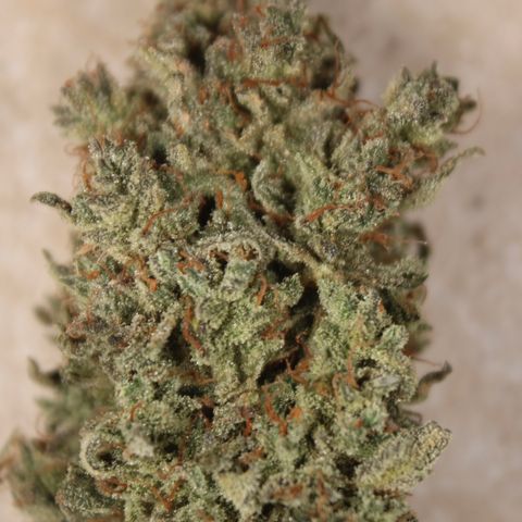 Mimosa Cake 🍰 2 - #1 - 42 Fast Buds growlog timeline photo