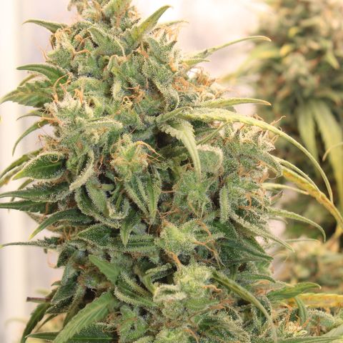 Mimosa Cake 🍰 4 - #1 - 42 Fast Buds growlog timeline photo