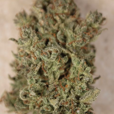 Mimosa Cake 🍰 2 - #1 - 42 Fast Buds growlog timeline photo