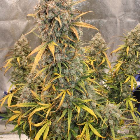 Mimosa Cake 🍰 4 - #1 - 42 Fast Buds growlog timeline photo