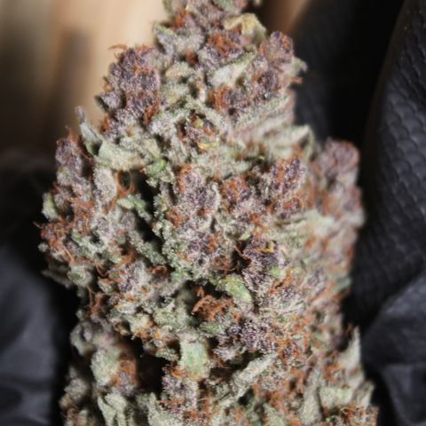 Purple Punch 🥊 4 - #1 - 42 Fast Buds growlog timeline photo