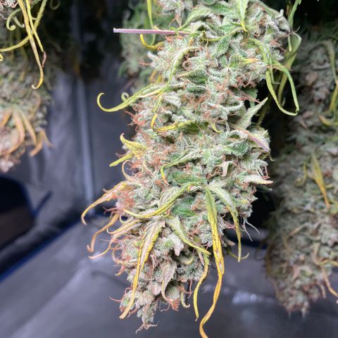 Mimosa Cake 🍰 4 - #1 - 42 Fast Buds growlog timeline photo