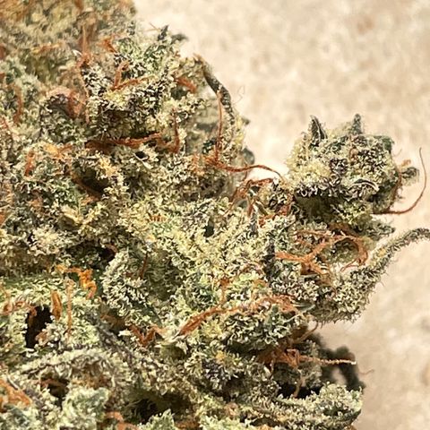 Mimosa Cake 🍰 2 - #1 - 42 Fast Buds growlog timeline photo