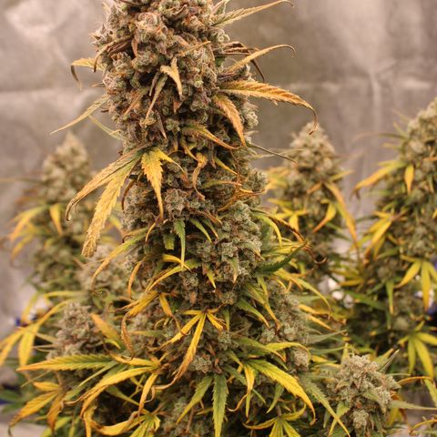 Mimosa Cake 🍰 4 - #1 - 42 Fast Buds growlog timeline photo