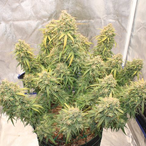 Mimosa Cake 🍰 4 - #1 - 42 Fast Buds growlog timeline photo