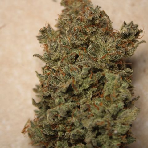 Mimosa Cake 🍰 2 - #1 - 42 Fast Buds growlog timeline photo