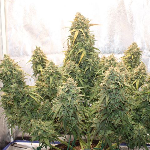 Mimosa Cake 🍰 4 - #1 - 42 Fast Buds growlog timeline photo