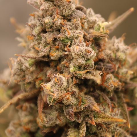 Mimosa Cake 🍰 4 - #1 - 42 Fast Buds growlog timeline photo