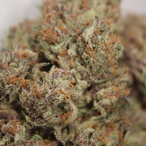 Purple Punch 🥊 4 - #1 - 42 Fast Buds growlog timeline photo
