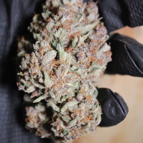 Purple Punch 🥊 4 - #1 - 42 Fast Buds growlog timeline photo