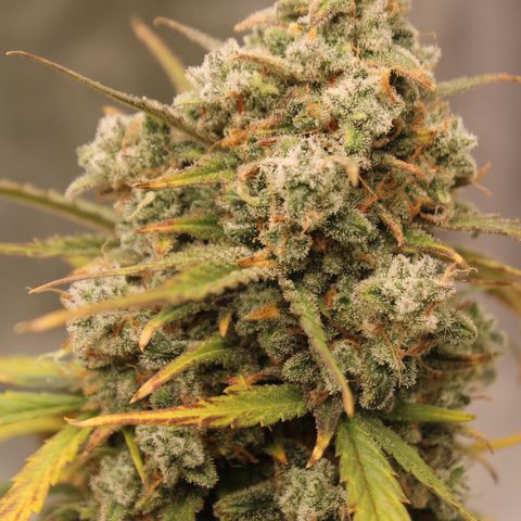 Mimosa Cake 🍰 4 - #1 - 42 Fast Buds growlog timeline photo