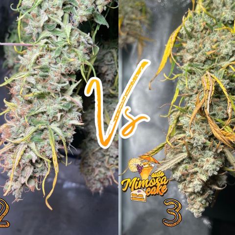 Mimosa Cake 🍰 4 - #1 - 42 Fast Buds growlog timeline photo