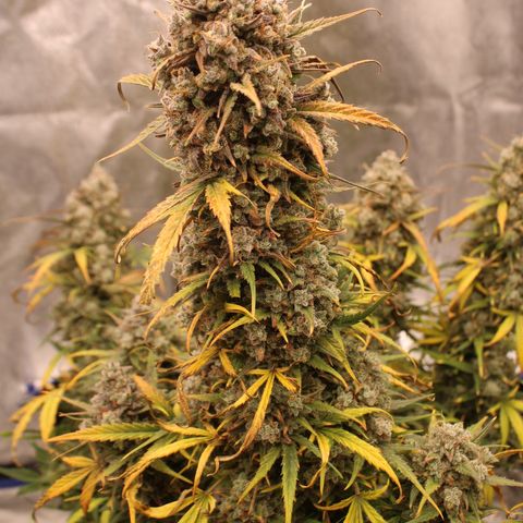 Mimosa Cake 🍰 4 - #1 - 42 Fast Buds growlog timeline photo