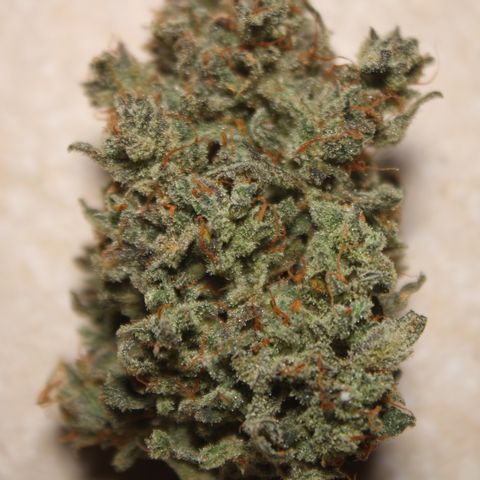 Mimosa Cake 🍰 2 - #1 - 42 Fast Buds growlog timeline photo