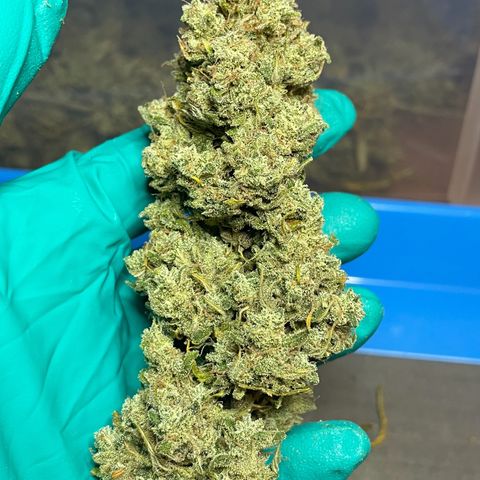 Mimosa Cake 🍰 3 - #1 - 42 Fast Buds growlog timeline photo