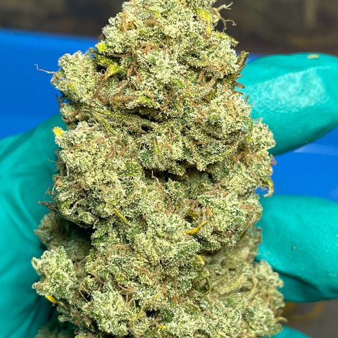 Mimosa Cake 🍰 3 - #1 - 42 Fast Buds growlog timeline photo