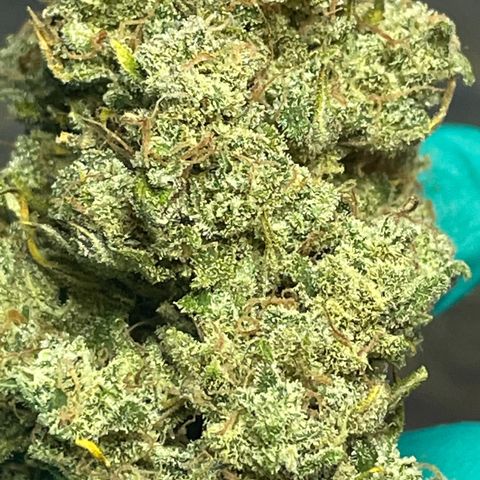 Mimosa Cake 🍰 3 - #1 - 42 Fast Buds growlog timeline photo