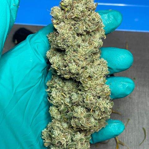 Mimosa Cake 🍰 3 - #1 - 42 Fast Buds growlog timeline photo