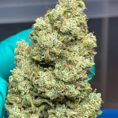 Mimosa Cake 🍰 3 - #1 - 42 Fast Buds growlog timeline photo