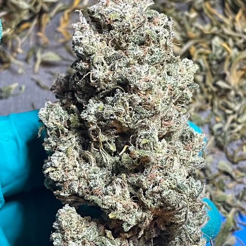 Mimosa Cake 🍰 3 - #1 - 42 Fast Buds growlog timeline photo