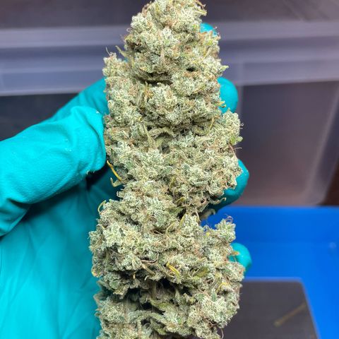 Mimosa Cake 🍰 3 - #1 - 42 Fast Buds growlog timeline photo