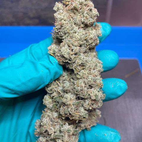 Mimosa Cake 🍰 3 - #1 - 42 Fast Buds growlog timeline photo