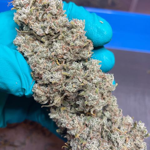 Mimosa Cake 🍰 3 - #1 - 42 Fast Buds growlog timeline photo