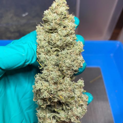 Mimosa Cake 🍰 3 - #1 - 42 Fast Buds growlog timeline photo