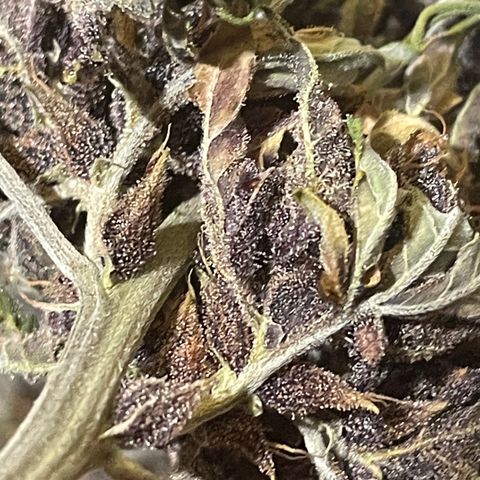 Purple Punch 🥊 3 - #1 - 42 Fast Buds growlog timeline photo