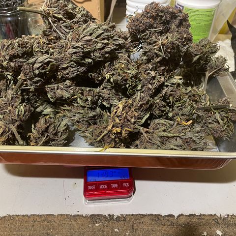 Purple Punch 🥊 3 - #1 - 42 Fast Buds growlog timeline photo