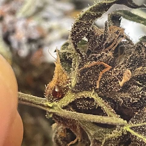 Purple Punch 🥊 3 - #1 - 42 Fast Buds growlog timeline photo