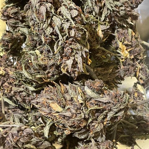 Purple Punch 🥊 3 - #1 - 42 Fast Buds growlog timeline photo