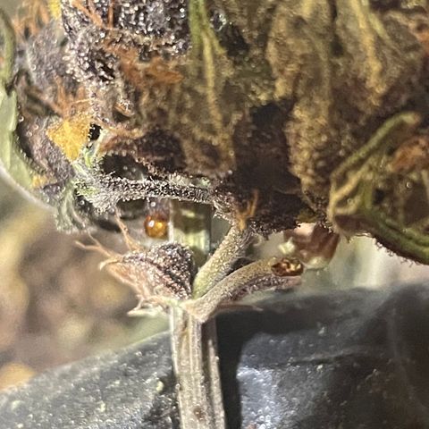 Purple Punch 🥊 3 - #1 - 42 Fast Buds growlog timeline photo