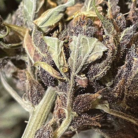 Purple Punch 🥊 3 - #1 - 42 Fast Buds growlog timeline photo