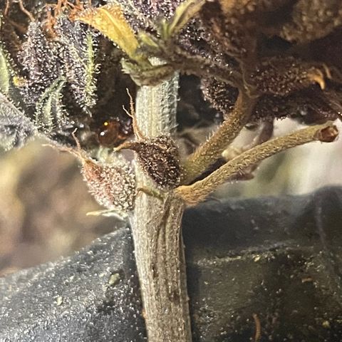 Purple Punch 🥊 3 - #1 - 42 Fast Buds growlog timeline photo