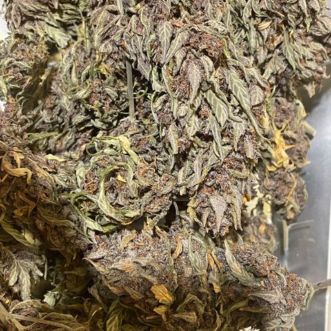 Purple Punch 🥊 3 - #1 - 42 Fast Buds growlog timeline photo