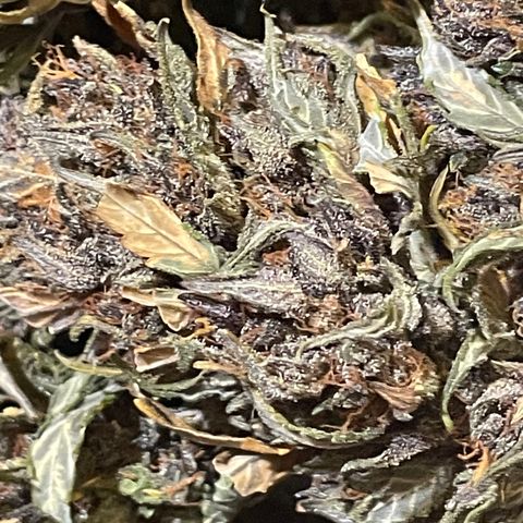 Purple Punch 🥊 3 - #1 - 42 Fast Buds growlog timeline photo