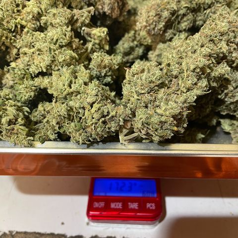 Mimosa Cake 🍰 3 - #1 - 42 Fast Buds growlog timeline photo
