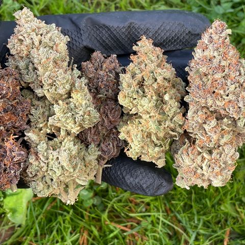 Mimosa Cake 🍰 4 - #1 - 42 Fast Buds growlog timeline photo