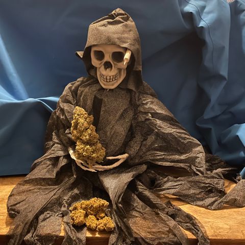 Mimosa Cake 🍰 3 - #1 - 42 Fast Buds growlog timeline photo
