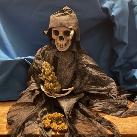 Mimosa Cake 🍰 3 - #1 - 42 Fast Buds growlog timeline photo