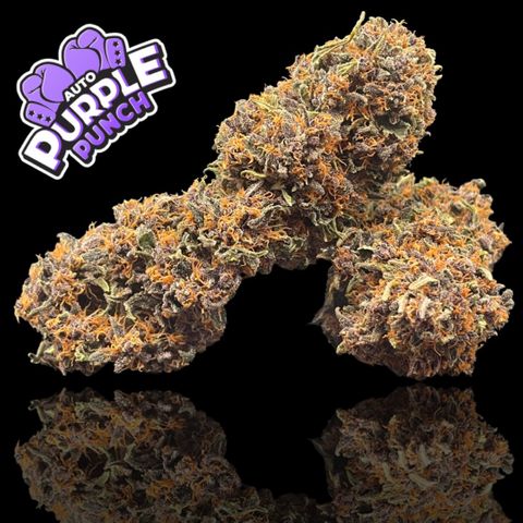 Purple Punch 🥊 2 - #1 - 42 Fast Buds growlog timeline photo